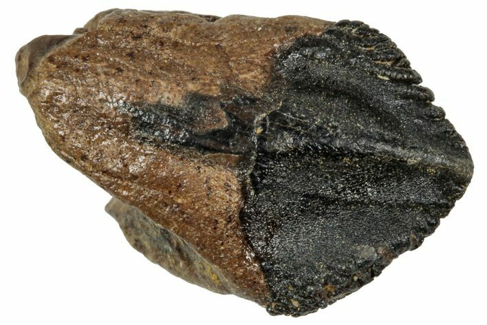 Unworn Sub-Adult Dinosaur (Triceratops) Tooth - Wyoming #358208